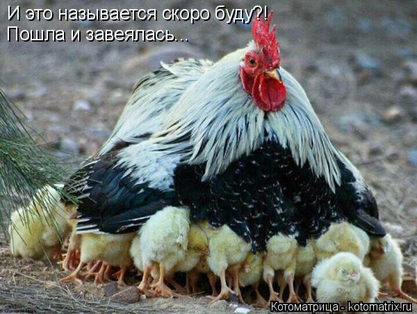 Котоматрица: И это называется скоро буду?! Пошла и завеялась...