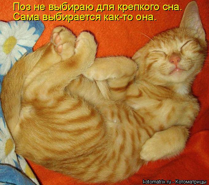 Котоматрица: Поз не выбираю для крепкого сна. Сама выбирается как-то она.