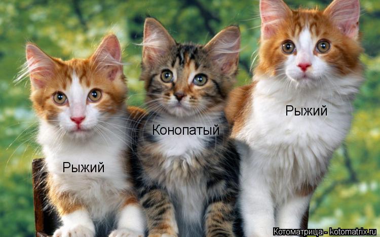 Котоматрица: Рыжий Рыжий Конопатый