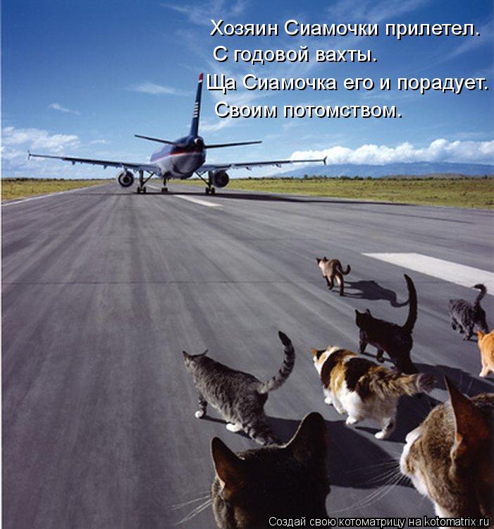 Котоматрица: Хозяин Сиамочки прилетел. С годовой вахты. Ща Сиамочка его и порадует. Своим потомством.