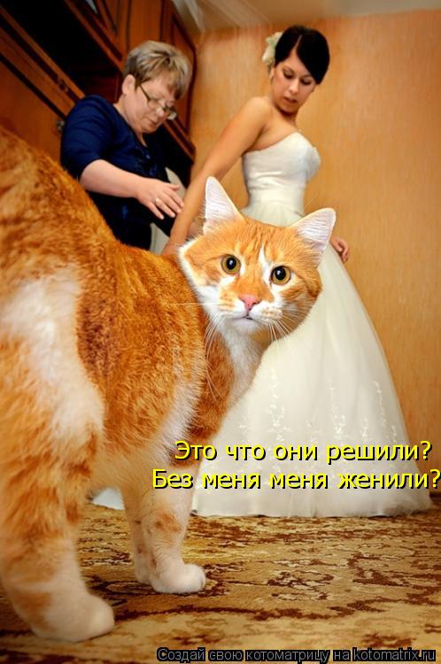 Котоматрица: Это что они решили? Без меня меня женили?