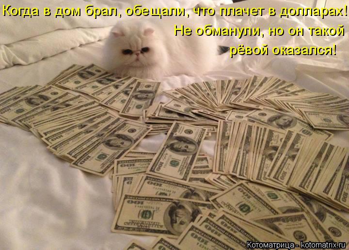 Котоматрица: Когда в дом брал, обещали, что плачет в долларах! Не обманули, но он такой рёвой оказался!