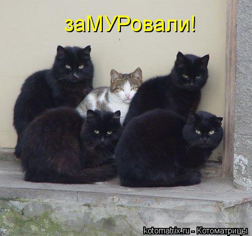 Котоматрица: заМУРовали!