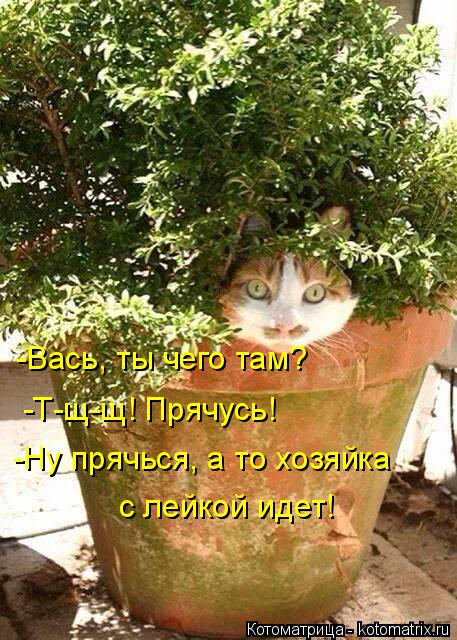 Котоматрица: -Вась, ты чего там? -Т-щ-щ! Прячусь! -Ну прячься, а то хозяйка с лейкой идет!
