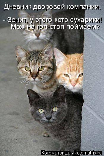 Котоматрица: Дневник дворовой компании: - Зенит, у этого котэ сухарики! Мож на гоп-стоп поймаем?