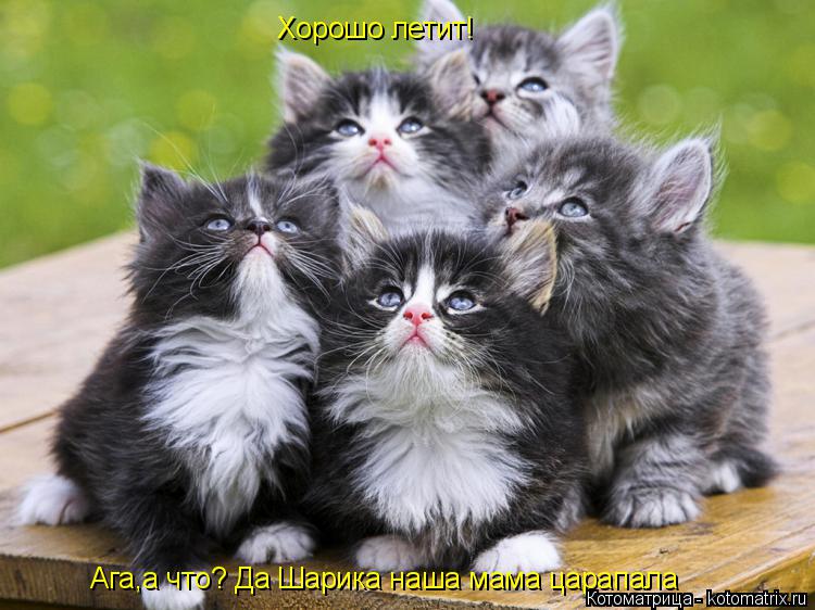Котоматрица: Хорошо летит! Ага,а что? Да Шарика наша мама царапала