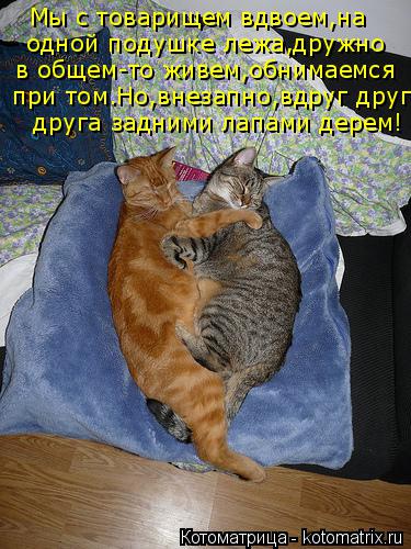 Котоматрица: Мы с товарищем вдвоем,на  одной подушке лежа,дружно в общем-то живем,обнимаемся  при том.Но,внезапно,вдруг друг  друга задними лапами дерем!