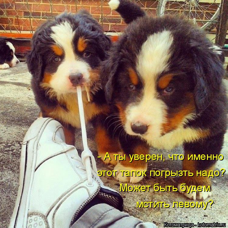 Котоматрица: - А ты уверен, что именно этот тапок погрызть надо? Может быть будем мстить левому?