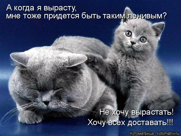 Котоматрица: А когда я вырасту,  мне тоже придется быть таким ленивым? Не хочу вырастать! Хочу всех доставать!!!