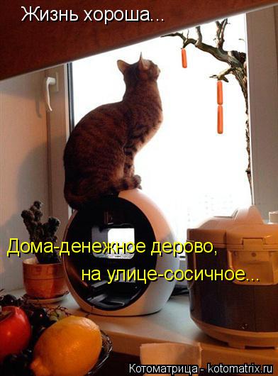 Котоматрица: Жизнь хороша... Дома-денежное дерово, на улице-сосичное...