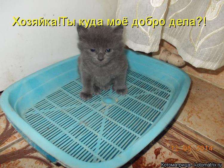 Котоматрица: Хозяйка!Ты куда моё добро дела?!