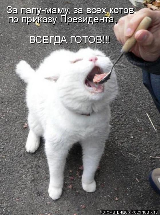 Котоматрица: За папу-маму, за всех котов,  по приказу Президента,  ВСЕГДА ГОТОВ!!!