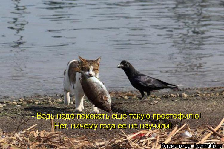 Котоматрица: - Ведь надо поискать еще такую простофилю! Нет, ничему года ее не научили!