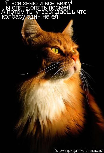 Котоматрица: Я все знаю и все вижу! Я все знаю и все вижу! Ты опять,опять посмел! А потом ты утверждаешь,что колбасу один не ел!