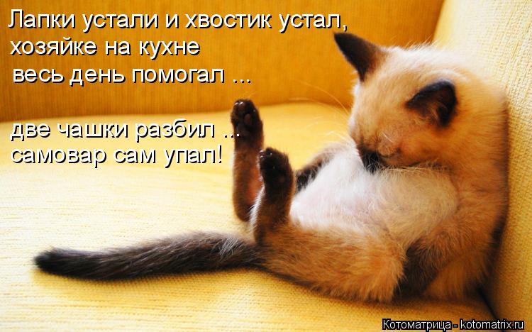 Котоматрица: Лапки устали и хвостик устал,  хозяйке на кухне весь день помогал ... две чашки разбил ... самовар сам упал!