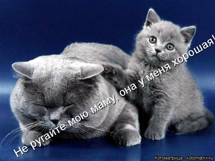 Котоматрица: Не ругайте мою маму, она у меня хорошая!