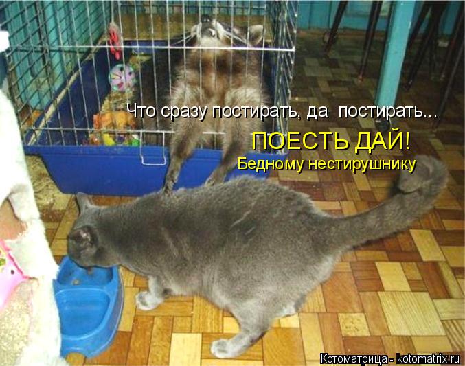 Котоматрица: Что сразу постирать, да  постирать... ПОЕСТЬ ДАЙ! Бедному нестирушнику