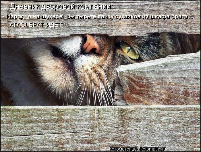 Котоматрица: Дневник дворовой компании: - Народ, я на шухере! Вы тырьте пачку сухаиков из шкафа брата... АТАС! БРАТ ИДЕТ!!!