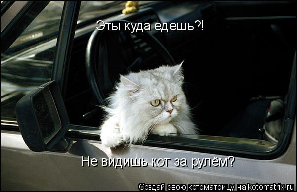 Котоматрица: Эты куда едешь?! Не видишь кот за рулём?