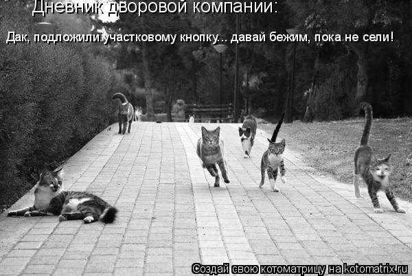 Котоматрица: Дневник дворовой компании: Дак, подложили участковому кнопку... давай бежим, пока не сели!