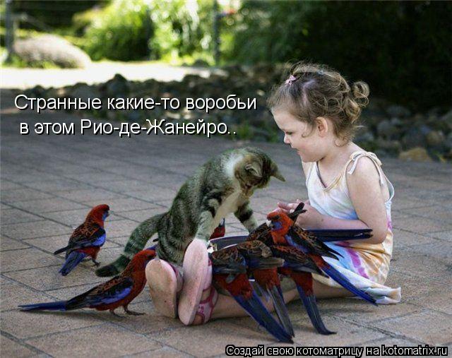 Котоматрица: Странные какие-то воробьи  в этом Рио-де-Жанейро..