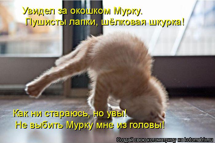 Котоматрица: Увидел за окошком Мурку. Пушисты лапки, шёлковая шкурка! Как ни стараюсь, но увы! Не выбить Мурку мне из головы!