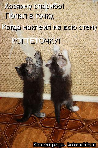 Котоматрица: Хозяину спасибо!  Попал в точку, КОГТЕТОЧКУ! Когда наклеил на всю стену