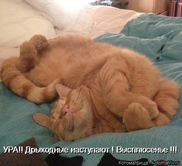 Котоматрица: УРА!! Дрыходные наступают ! Высплюсенье !!! УРА!! Дрыходные наступают ! Высплюсенье !!!