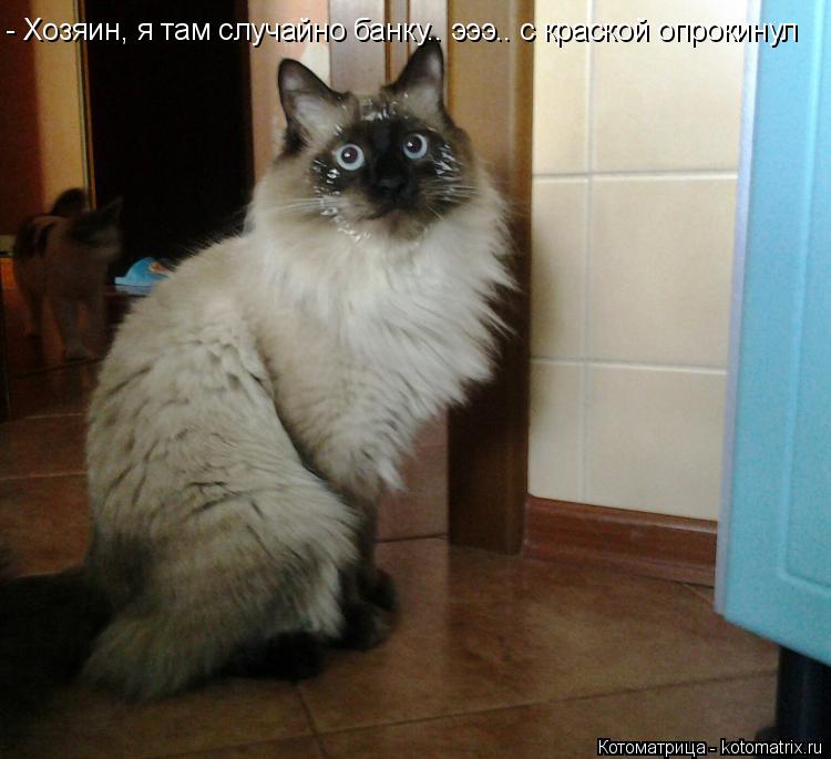 Котоматрица: - Хозяин, я там случайно банку.. эээ.. с краской опрокинул