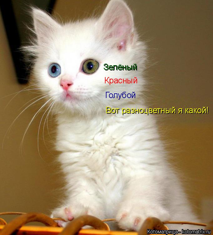 Котоматрица: Красный Зелёный Голубой Вот разноцветный я какой!