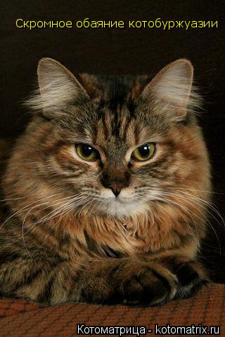Котоматрица: Скромное обаяние котобуржуазии