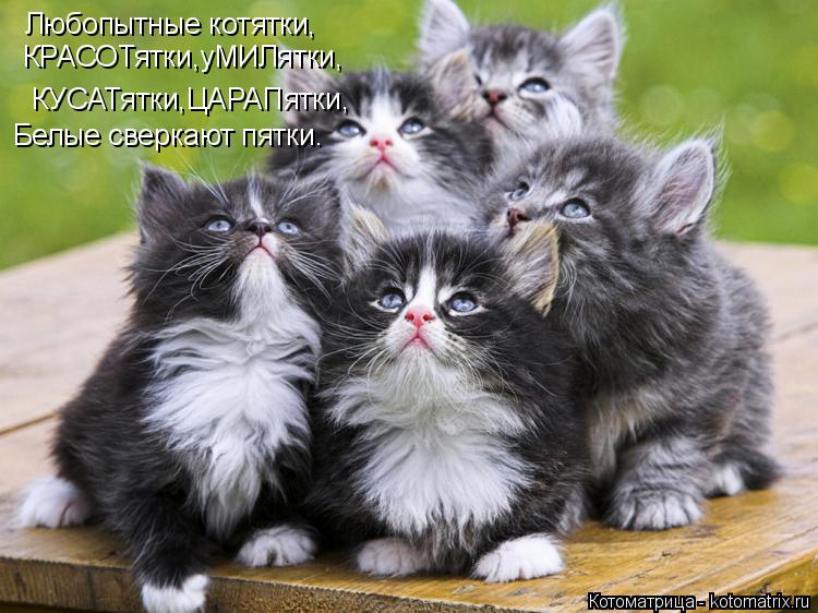 Котоматрица: Любопытные котятки, КРАСОТятки,уМИЛятки, КУСАТятки,ЦАРАПятки, Белые сверкают пятки.