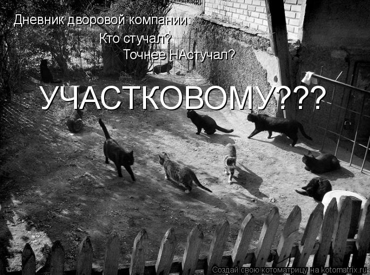 Котоматрица: Дневник дворовой компании: Кто стучал?  Точнее НАстучал? УЧАСТКОВОМУ???