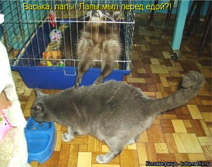 Котоматрица: Васька, лапы! Лапы мыл перед едой?!