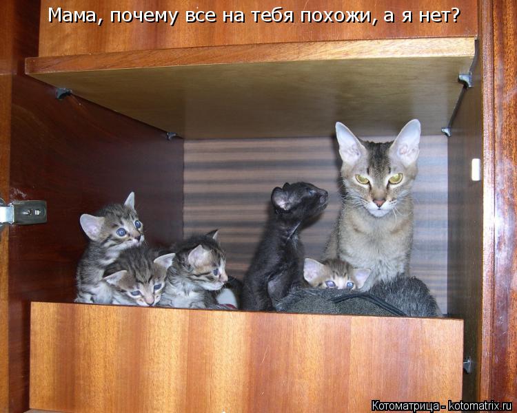 Котоматрица: Мама, почему все на тебя похожи, а я нет?