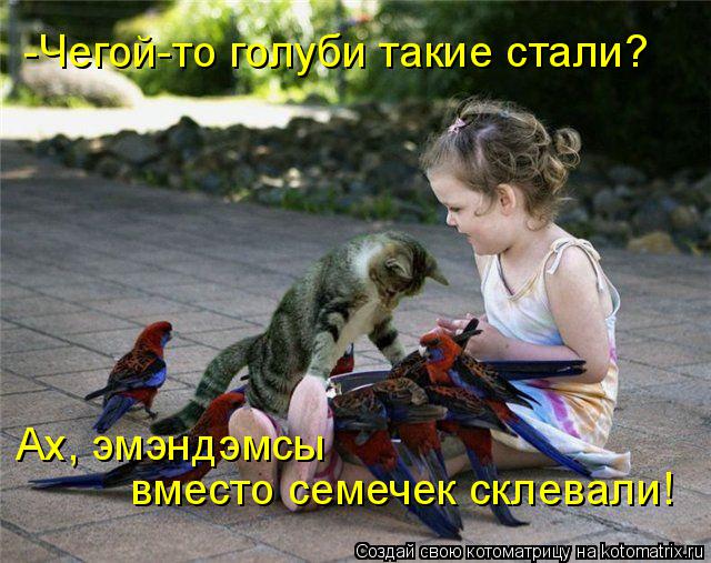 Котоматрица: -Чегой-то голуби такие стали? Ах, эмэндэмсы  вместо семечек склевали!