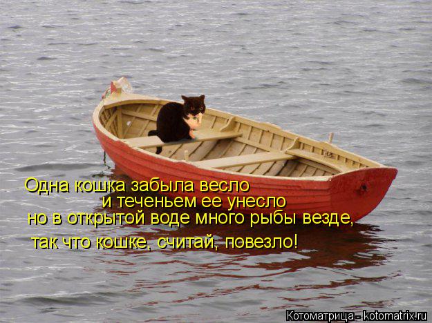 Котоматрица: Одна кошка забыла весло и теченьем ее унесло но в открытой воде много рыбы везде, так что кошке, считай, повезло!