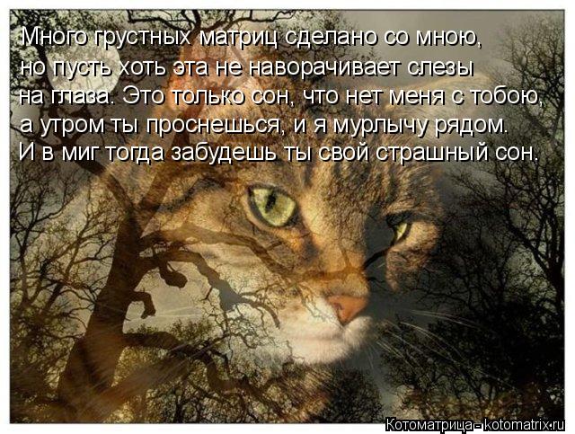 Котоматрица: но пусть хоть эта не наворачивает слезы Много грустных матриц сделано со мною, на глаза. Это только сон, что нет меня с тобою, а утром ты прос