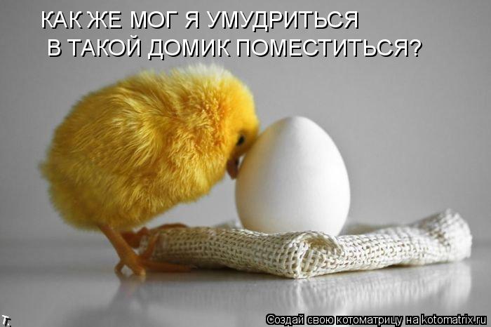 Котоматрица: КАК ЖЕ МОГ Я УМУДРИТЬСЯ В ТАКОЙ ДОМИК ПОМЕСТИТЬСЯ?