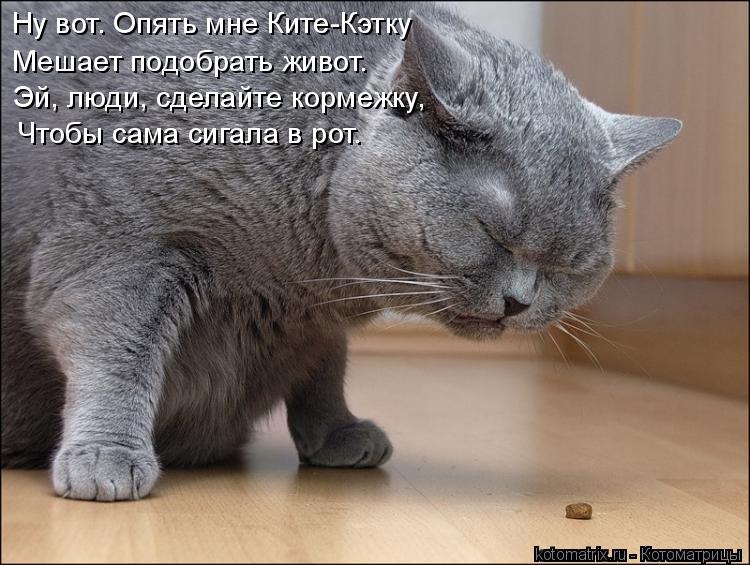 Котоматрица: Ну вот. Опять мне Ките-Кэтку Мешает подобрать живот. Эй, люди, сделайте кормежку, Чтобы сама сигала в рот.