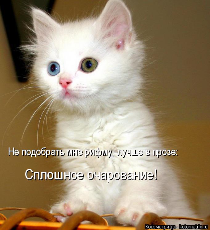 Котоматрица: Не подобрать мне рифму, лучше в прозе: Сплошное очарование!