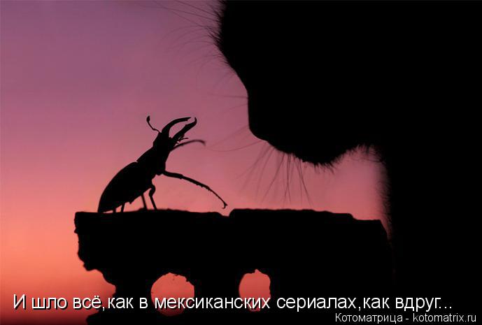 Котоматрица: И шло всё,как в мексиканских сериалах,как вдруг...