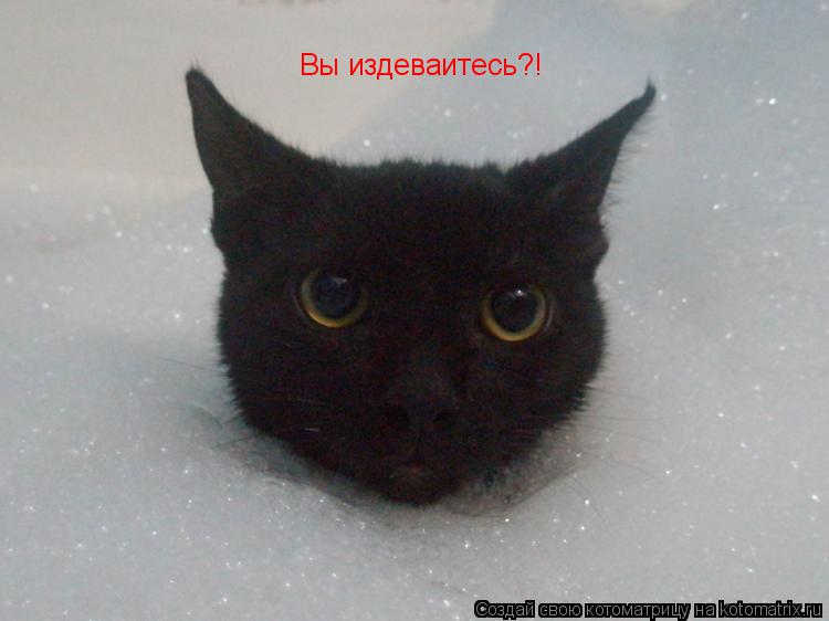 Котоматрица: Вы издеваитесь?!