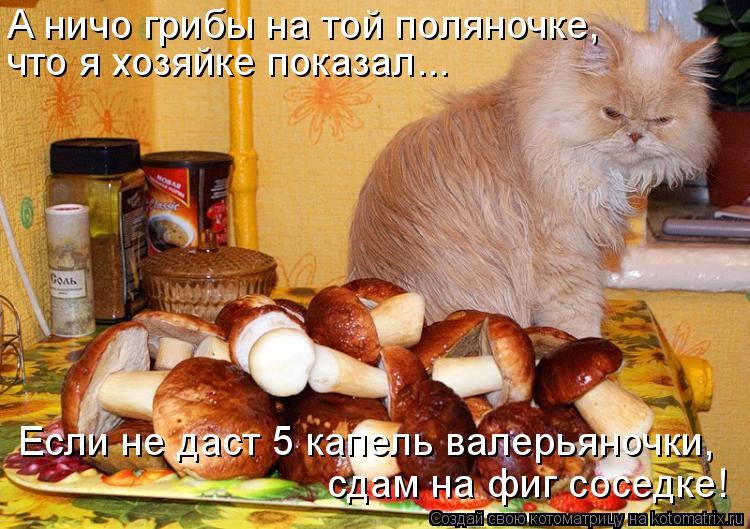 Котоматрица: А ничо грибы на той поляночке,  что я хозяйке показал... Если не даст 5 капель валерьяночки,  сдам на фиг соседке!