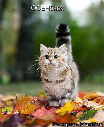 Котоматрица: ОСЕНёнок