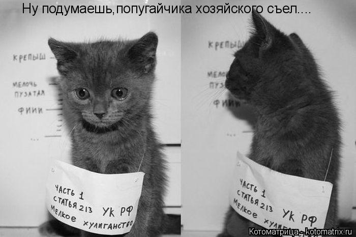Котоматрица: Ну подумаешь,попугайчика хозяйского съел....