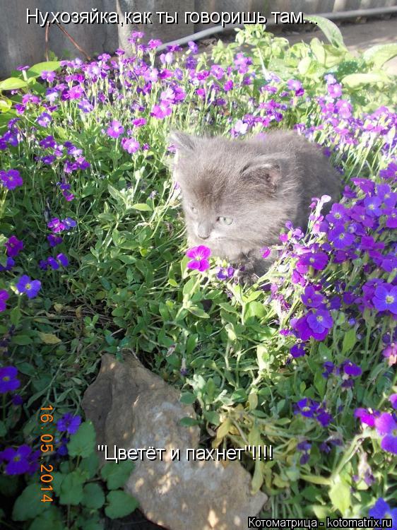 Котоматрица: Ну,хозяйка,как ты говоришь там... "Цветёт и пахнет"!!!!