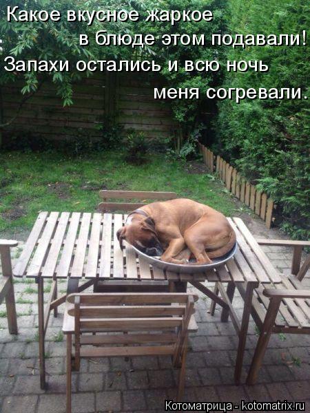 Котоматрица: Какое вкусное жаркое  в блюде этом подавали! Запахи остались и всю ночь меня согревали.