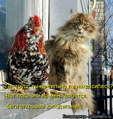 Котоматрица: -Пеструш, ты не сильно ли накрасилась? -Вот пока они на меня пялятся, беги открывай холодильник!