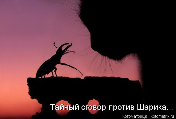 Котоматрица: Тайный сговор против Шарика...